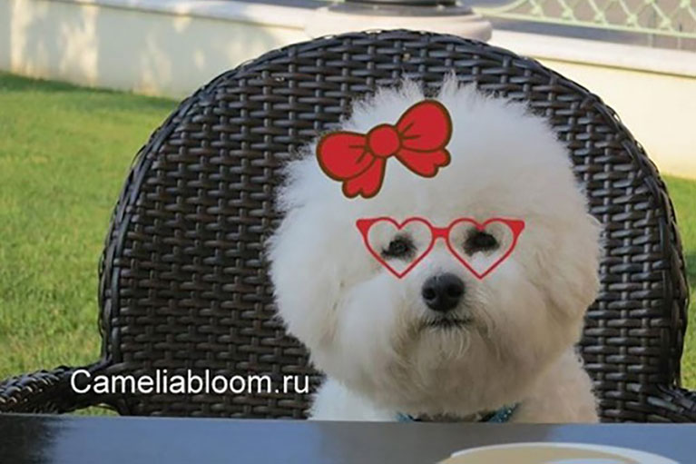 Проверка глаз собак бишон фризе и тест на пателлу